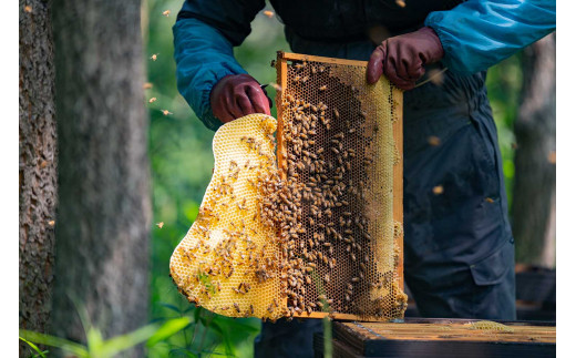 辻養蜂場 百花蜜 レンゲ蜂蜜 500g×各1本 計1kg