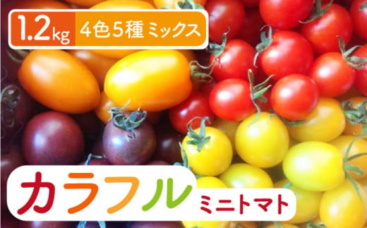 【2023年12月初旬～2024年5月下旬発送分】4色5種MIX カラフル ミニトマト 1.2kg 【小値賀町】《りんたろうファーム》 [DAE001] トマト とまと ミニとまと