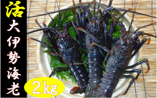 房州産大伊勢えび　約2kg[№5651-1346]漁協からの贈り物