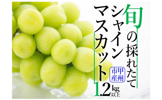 B12-150．【2023年先行予約】旬の採れたてシャインマスカット1.2kg以上（2房～3房）(HO)