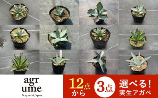 限定セット 12種類の中から選べる 実生 アガベ 3点 長与町 アグリューム Eai054 植物 観葉植物 多肉植物 インテリア 緑 雑貨 園芸 ガーデニング 長崎県長与町 Au Pay ふるさと納税