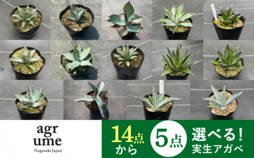 限定セット 14種類の中から選べる 実生 アガベ 5点 長与町 アグリューム Eai055 植物 観葉植物 多肉植物 インテリア 緑 雑貨 園芸 ガーデニング 長崎県長与町 ふるさとチョイス ふるさと納税サイト