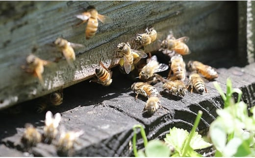 蜂たちがせっせと集めてきた蜂蜜を是非