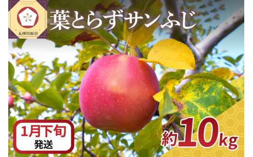 【2025年1月下旬発送】 りんご 10kg サンふじ 葉とらず 青森 1064516 - 青森県五所川原市