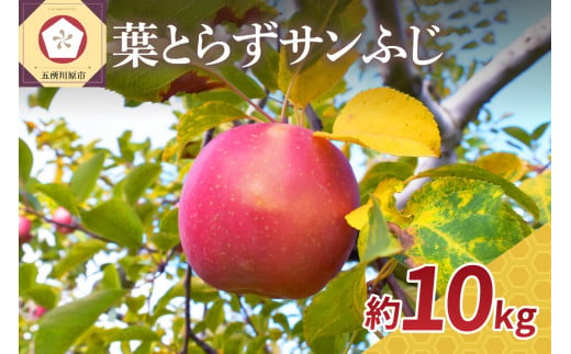 りんご 10kg サンふじ葉とらずりんご青森五所川原[選べる配送時期]11月12月1月2月3月りんご