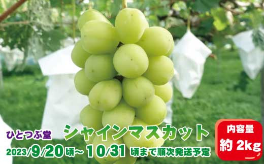 [No.5657-2872]シャインマスカット 約2kg（約3～5房）《ひとつぶ堂》■2023年発送■※9月下旬頃～10月下旬頃まで順次発送予定