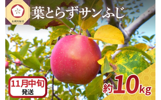 【2024年11月中旬発送】 りんご 10kg サンふじ 葉とらず 青森 1064509 - 青森県五所川原市