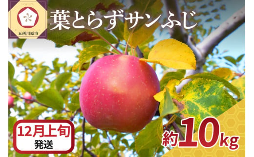 【2024年12月上旬発送】 りんご 10kg サンふじ 葉とらず 青森 1064511 - 青森県五所川原市