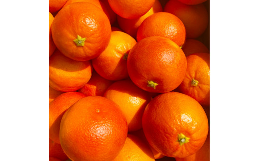 【2023年2月下旬発送開始】熊本産 ブラッドオレンジ 4キロ前後 オレンジ 果物 フルーツ
