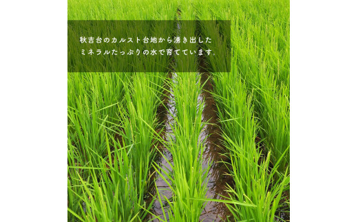 山口県美祢市のふるさと納税 無農薬・化学肥料不使用 ヒノヒカリ 5kg
