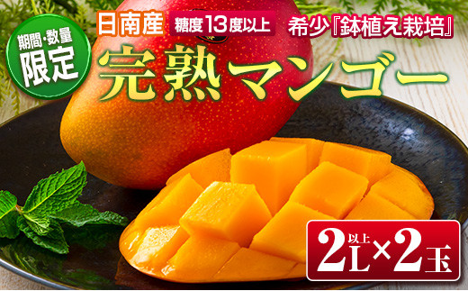 BD58-22 ≪数量限定≫希少「完熟マンゴー」2L以上×2玉　フルーツ　果物　国産　鉢植え栽培