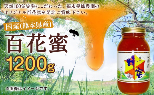 国産 熊本県産 蜂蜜 非加熱・純粋の百花蜜 1200g×1本 はちみつ ハチミツ 福永養蜂農園