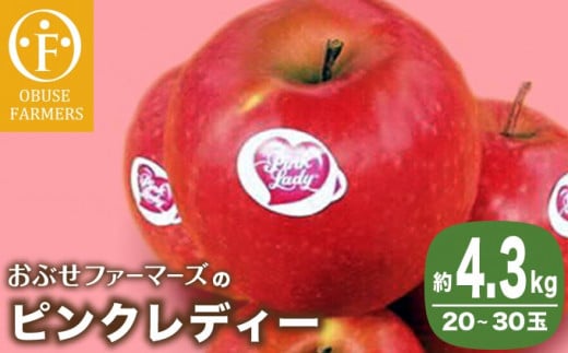 ピンクレディー 約4 3kg 30玉 おぶせファーマーズ りんご フルーツ 果物 くだもの 先行予約 長野産 信州産 23年1月中旬から発送 長野県小布施町 ふるさとチョイス ふるさと納税サイト