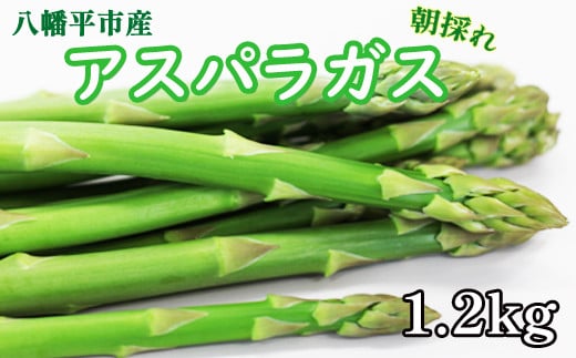 甘い！ 朝採れ グリーンアスパラガス 1.2kg（200g×6束） ／ 産地直送 農家直送 アスパラ 野菜 【田村和大】  688686 - 岩手県八幡平市