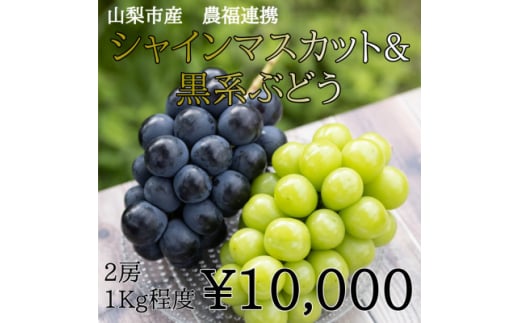山梨市産農福連携 シャインマスカット&黒系ぶどう 各1房(2房合計1kg程度)【1271080】 337714 - 山梨県山梨市