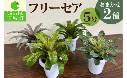 観葉植物 フリーセア5号 お任せ2種セット