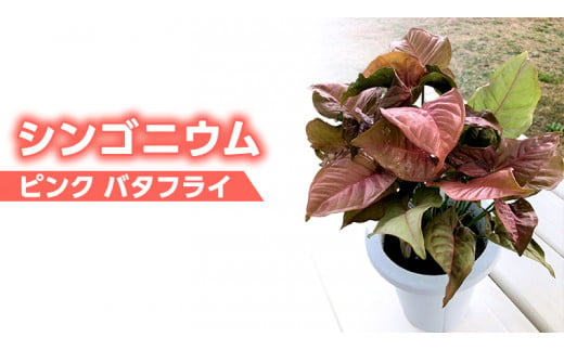 観葉植物 【フィロデンドロン ホイップル ウェイ】モンステラ