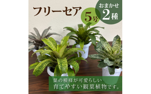 観葉植物 フリーセア5号 お任せ2種セット