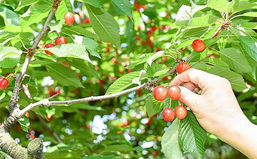 令和6年産先行予約】 さくらんぼ 「佐藤錦」 600g (200g×3パック) 《令