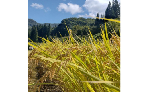 令和4年産＞柳津産コシヒカリ(5kg)【1218560】 - 福島県柳津町