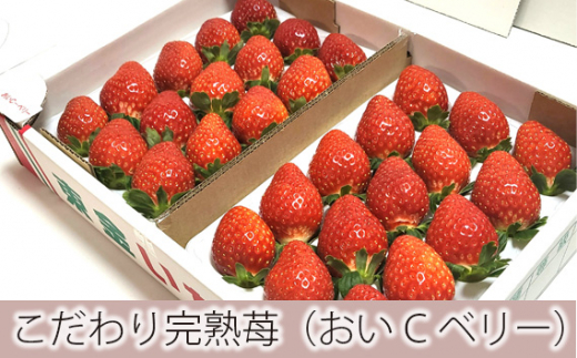 No.154 こだわり完熟苺（おいCベリー）900g ／ イチゴ いちご 果物 千葉県|市東農園