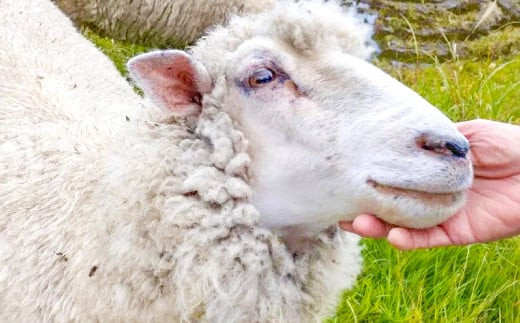 ひつじ飼いが作る ウールソックス（ピンクベージュ）【ウールソックス