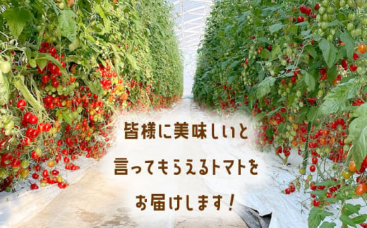 【甘くてジューシー】ミニトマト アイコ 1.0kg【C&T farm】 [QBG001]|C&T farm