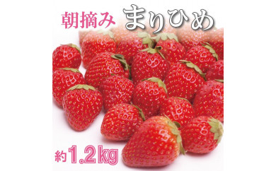＜１月より発送＞ 朝摘み 毬姫 約1.2kg（300g前後×4P）【和歌山ブランド苺まりひめ】【こだわりの土耕栽培のいちごを農家直送】［IKE99］ 599071 - 和歌山県高野町