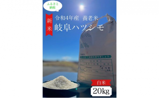 令和4年産岐阜ハツシモ 20kg 白米 [№5215-0257] / 岐阜県養老町