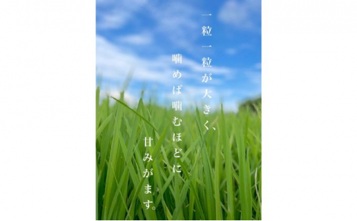 令和4年産岐阜ハツシモ 20kg 玄米 [№5215-0256] - 岐阜県養老町