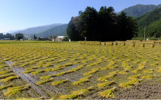 自然栽培 天日干し 朝日 玄米3kg - 長野県松川村｜ふるさとチョイス