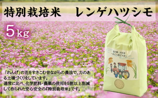 水の都 大垣米 ～わごうめぐみ米～ 5kg【特別栽培米レンゲハツシモ】