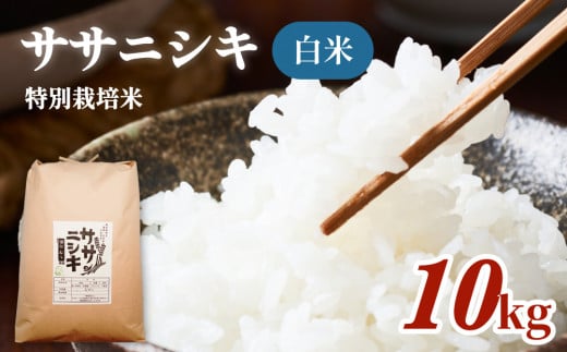 令和5年産 特別栽培米 ササニシキ 白米 10kg 851324 - 宮城県石巻市