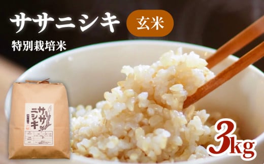 令和5年産 特別栽培米 ササニシキ 玄米 3kg 851313 - 宮城県石巻市