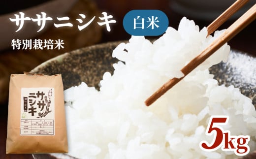 令和5年産 特別栽培米 ササニシキ 白米 5kg 851314 - 宮城県石巻市