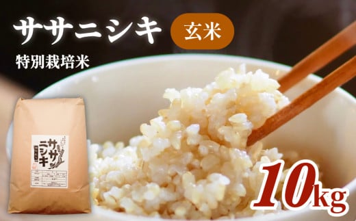 令和5年産 特別栽培米 ササニシキ 玄米 10kg 851316 - 宮城県石巻市