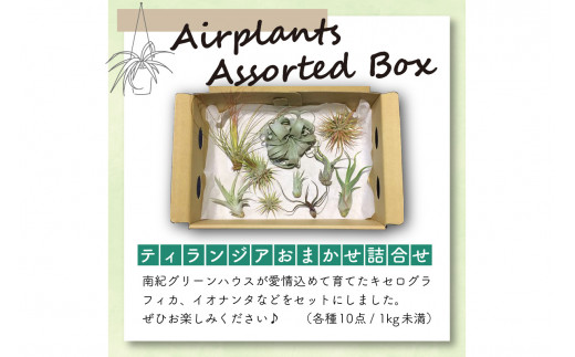 エアープランツアソートＢＯＸ インテリア エアープランツ 観葉植物