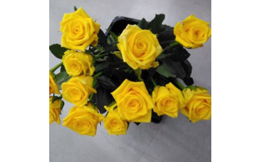 薔薇の花束単色10本セット【ゴールドラッシュ（黄色）】 698683 - 福島県富岡町