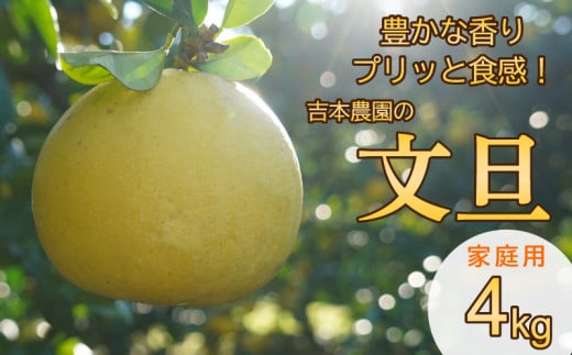 【先行予約】 土佐文旦 4kg【発送:3月上旬～なくなり次第】 文旦 柑橘 みかん 規格外 小玉 少量 大容量 キズ 傷 家庭用 訳あり 愛媛県 愛南町 吉本農園  