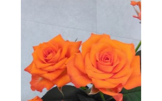 薔薇の花束単色10本セット【マドリード（濃いオレンジ）】 698685 - 福島県富岡町