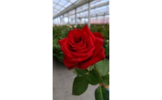薔薇の花束単色10本セット【レッドエレガンス（赤色）】 698682 - 福島県富岡町