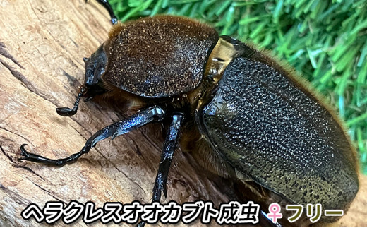 ヘラクレスオオカブト成虫ペア（♂140mm～・♀フリー） 2023年2月より