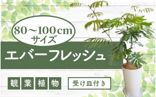 観葉植物】エバーフレッシュ7号(弓指園芸/014-1373) 観葉植物 植物 鉢