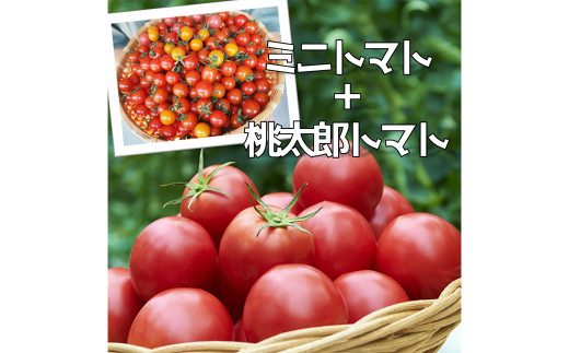 【2023年2月発送開始】熊本のトマト三昧(ミニ2kg＋桃太郎トマト14個) とまと ミニトマト