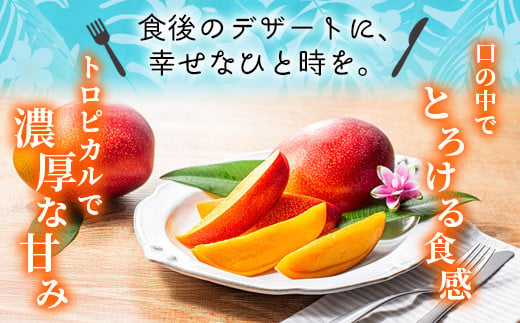 完熟 マンゴー 2L 2玉 700g以上 濃厚 宮崎 高級 果物 フルーツ 贈答
