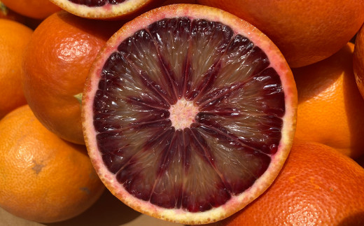 【2023年2月発送開始】熊本県産ブラッドオレンジ 約5kg オレンジ