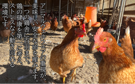 埼玉県蓮田市のふるさと納税 平飼い卵 30個入 Lサイズ