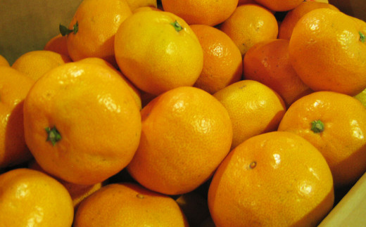 早生みかん 柑橘系 フルーツ 果物 ミカン