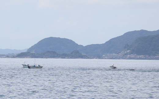 房州サザエ漁は素潜り漁。解禁後の海には潜った漁師さんたちを待つ小船が浮かびます。