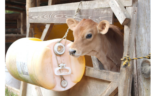 白木牧場 特別 牛乳 750ml×2本と ワッフル ×4個セット